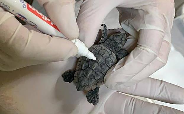 Marcaje de uno de los ejemplares.