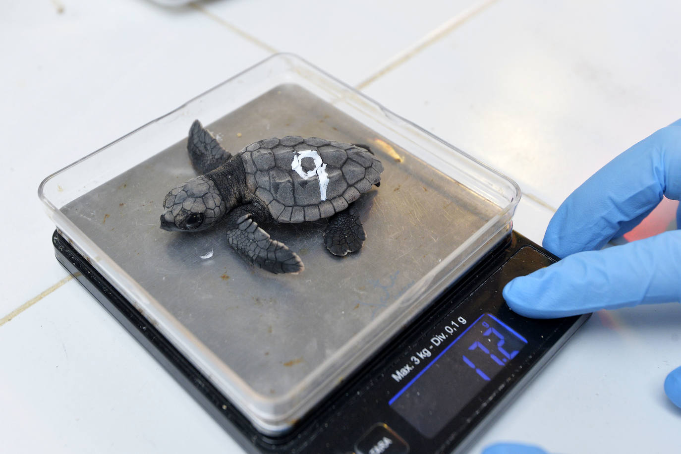 Fotos: 43 tortugas bobas