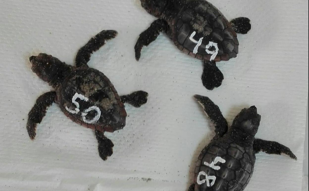 Las tres tortugas bobas nacidas en la noche del jueves al viernes en el nido localizado en La Manga del Mar Menor.
