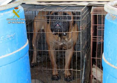 Imagen secundaria 1 - Estado de las instalaciones y los perros que había en su interior, uno de ellos muerto.