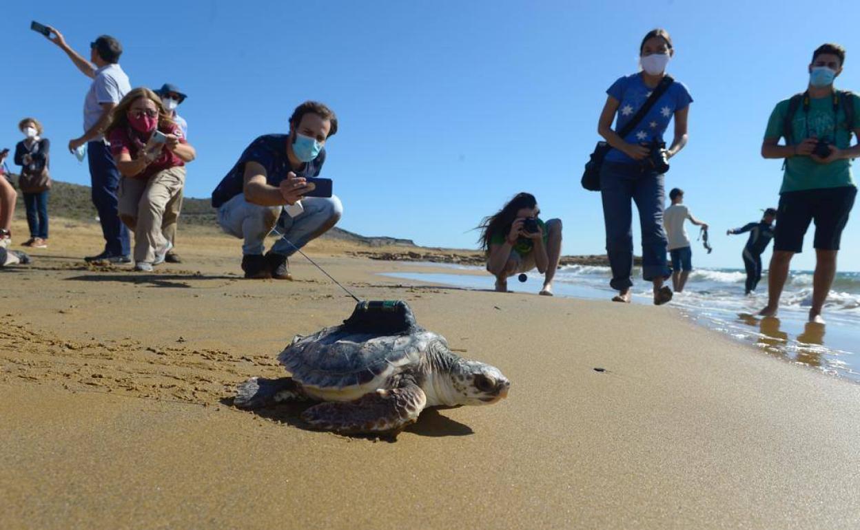 La liberación de una de las tortugas, en Cala Arturo (Calblanque), rodeada de personal de la Consejería y voluntarios ambientales.