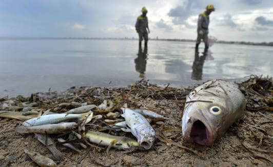 Peces muertos en la playa de Villananitos, el 12 de octubre de 2019.