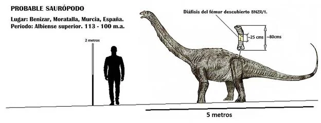 Comparativa entre el tamaño de un titanosaurio y el de una persona.