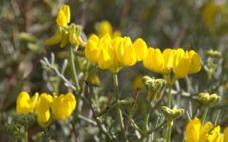 &#039;Coronilla talaverae&#039;