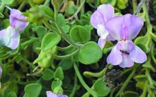 Dragoncillo de roca.