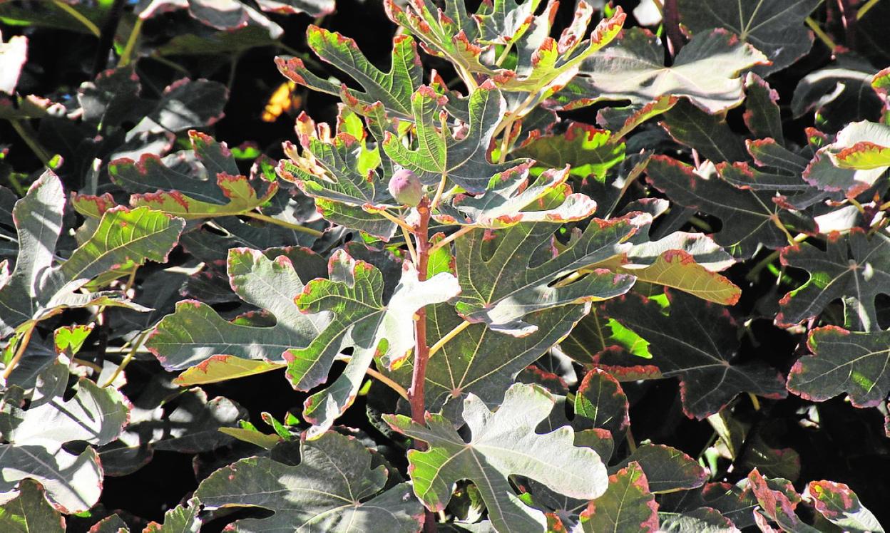 Un higo este otoño en un árbol del municipio de Murcia. 