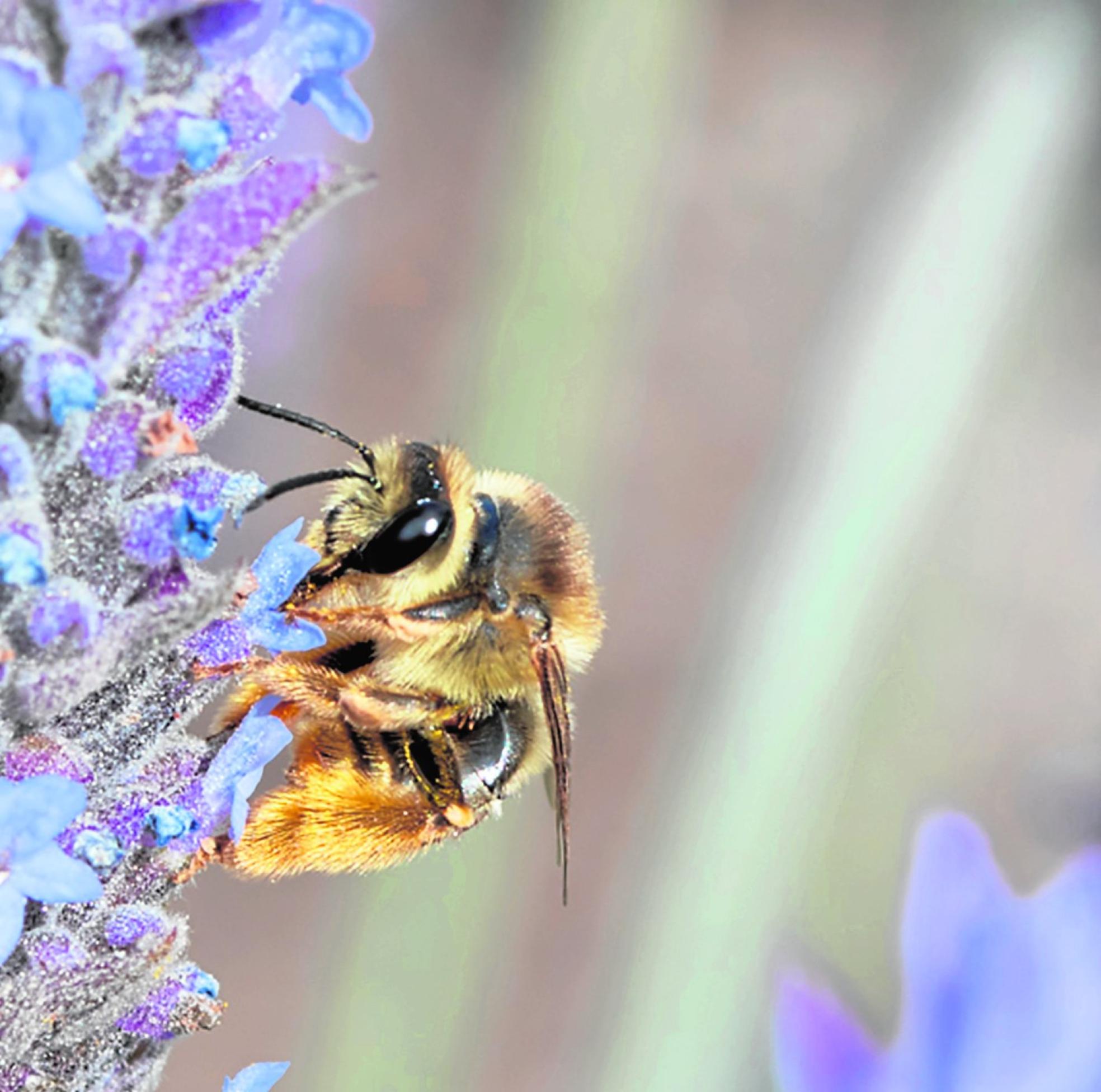 Polinizadores en busca de 'autopistas'