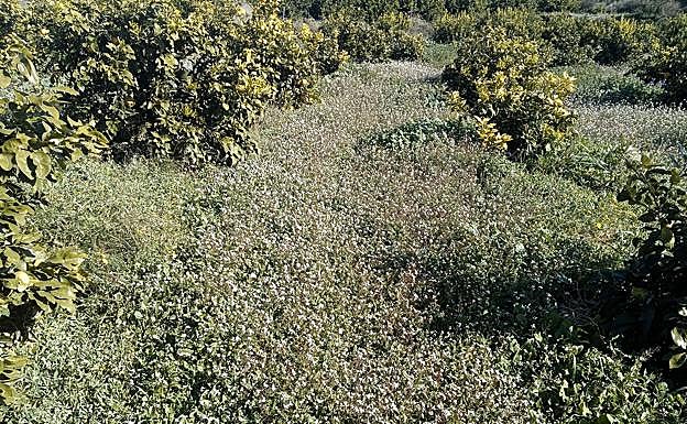 Corredor de polinizadores en una finca de cítricos en Mula. 