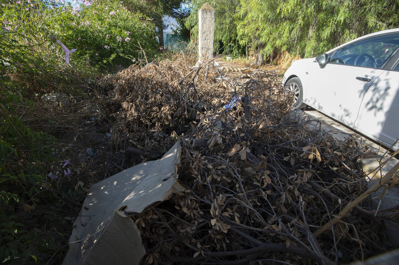 Fotos: Vecinos de Churra viven rodeados de solares con ratas