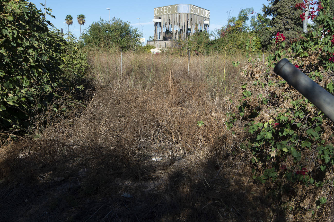Fotos: Vecinos de Churra viven rodeados de solares con ratas