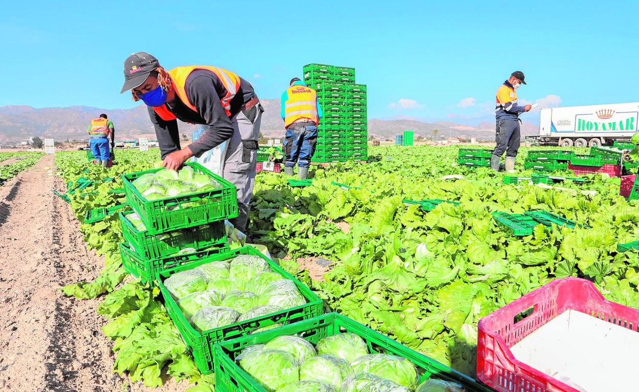 Un grupo de temporeros recolectan lechugas en un campo de La Hoya, en Lorca, ayer por la mañana. 