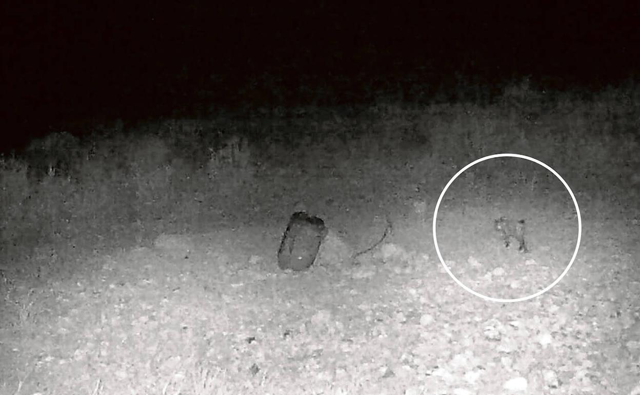 El lince, a la derecha, fotografiado en un coto de caza de una sierra litoral de Lorca.
