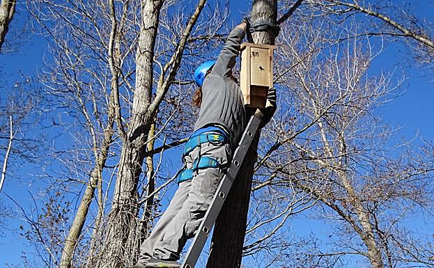 Colocación de un refugio para murciélagos.