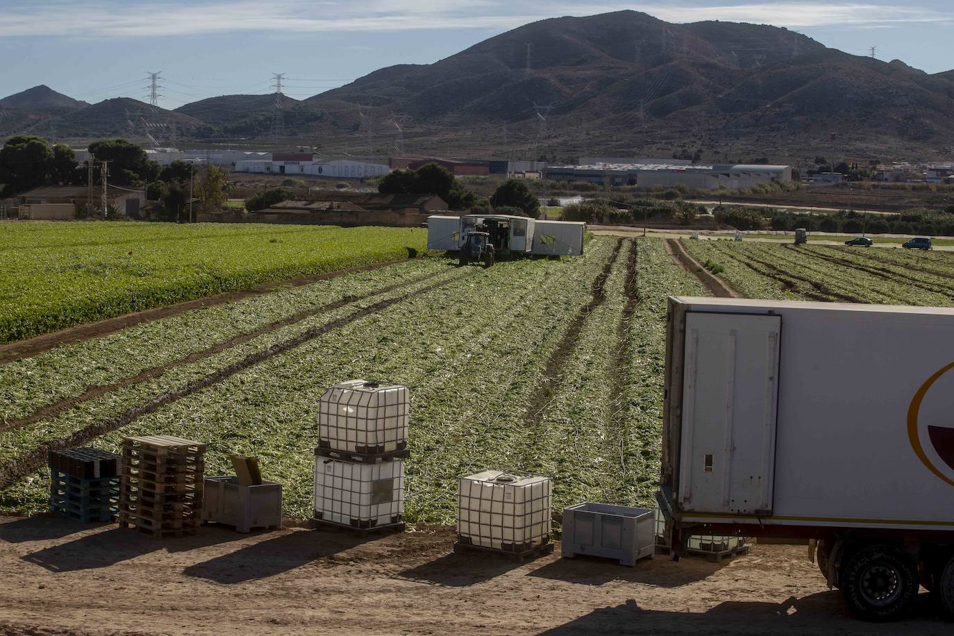 Fotos: Jornaleros del campo de Cartagena trabajan durante el día de la huelga