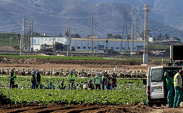 Galería. Jornada de normalidad en el Campo de Cartagena. 