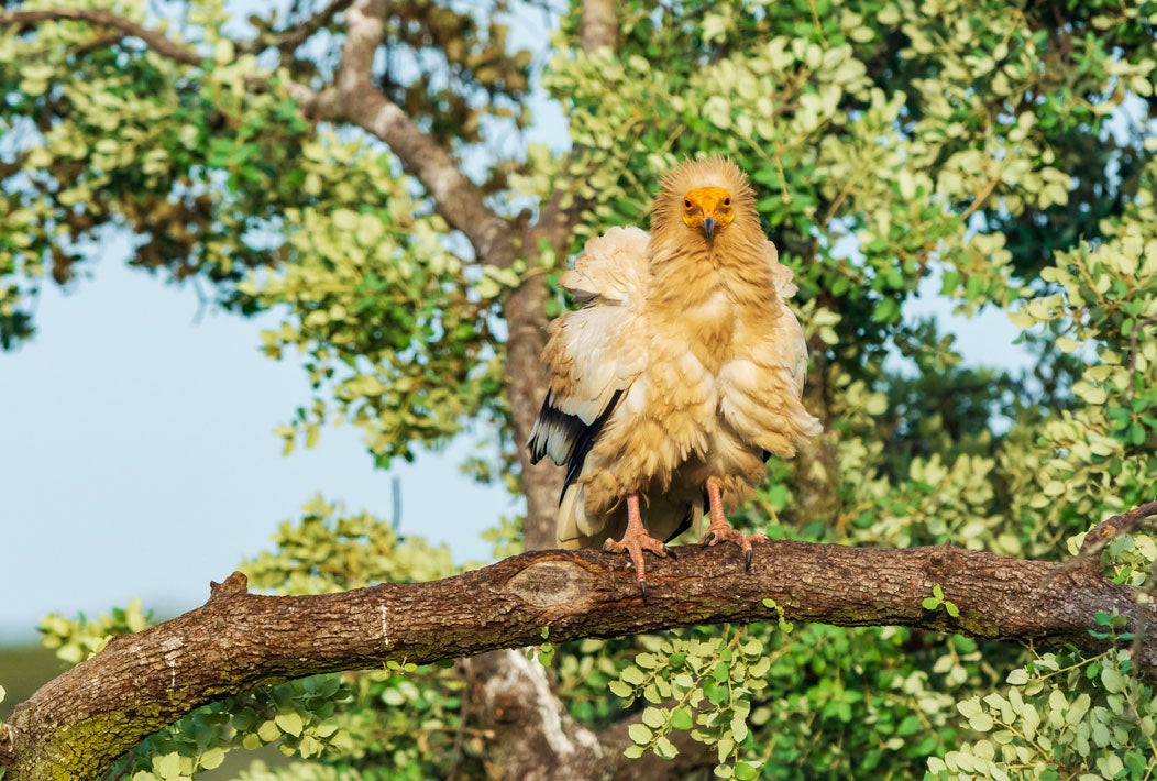 Ejemplar de alimoche sobre una rama.