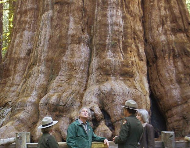 George W. Bush en una visita al Árbol del General Sherman en 2001.