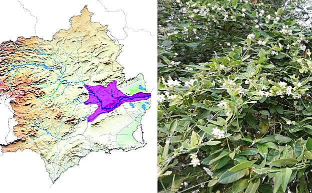 Planta cruel. La 'Araujia sericifera' se introdujo en la Región como planta ornamental, y se sigue expandiendo por este motivo y a través del riego a manta, entre otros. 