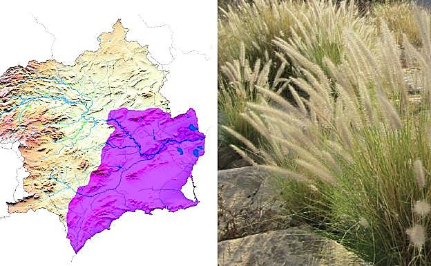 Rabogato. Los primeros datos de la 'Pennisetum' en la Región de Murcia se corresponden al año 2003 y 2018. Se ha introducido en jardinería por su bella floración. 