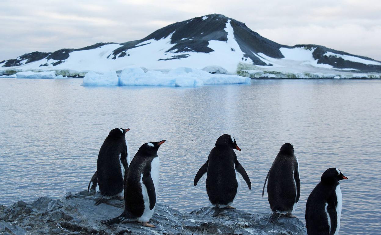 Una colonia de pingüinos de la Antártida. 