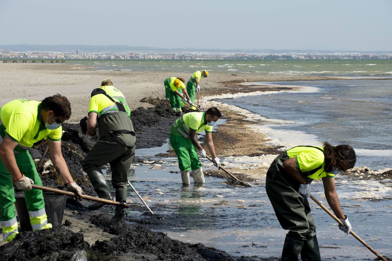 27-05-2020. Las quejas de los vecinos de Los Nietos, por la suciedad acumulada en sus playas, provocan que treinta trabajadores se trasladen desde Los Urrutias, donde ya limpiaban, para recoger las algas y lodos de la orilla. 