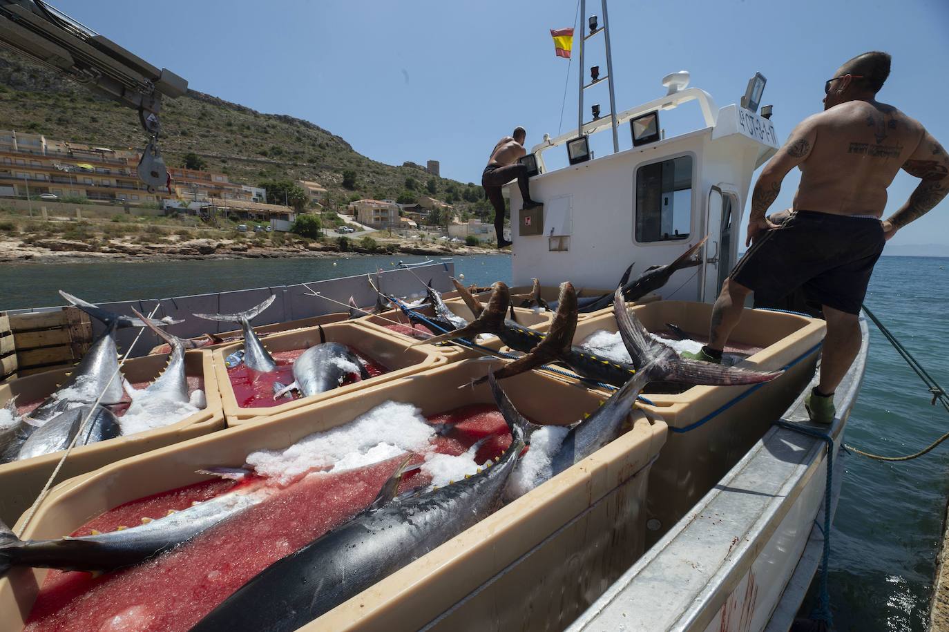 05-06-2020. El muelle de La Azohía se llena de vecinos y curiosos para ver cómo los marineros de la almadraba descargan cientos de kilos de pescado en una temporada espectacular. En solo una jornada, sacan veinticinco atunes de entre 200 y 300 kilos atrapados en las artes de la familia Paredes cuando se protegían de las corrientes, a la vista de todos desde la histórica Torre de Santa Elena.