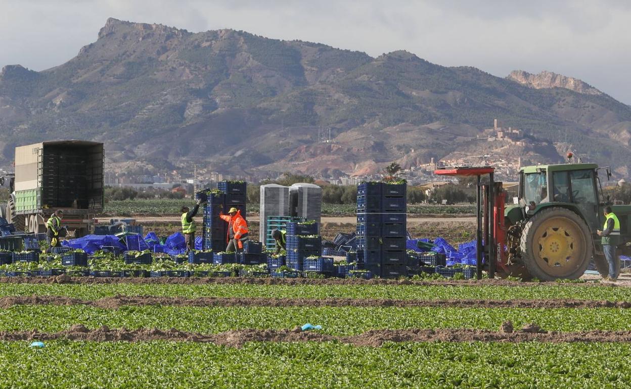 Imagen de archivo de un campo de hortalizas en Lorca.