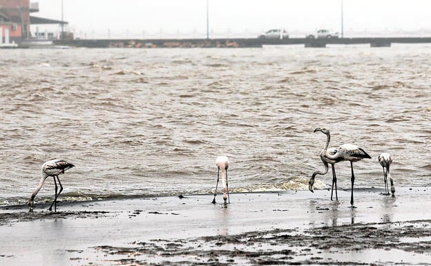 Un grupo de flamencos en Los Urrutias. El dragado deberá respetar la fauna y la flora de la laguna.