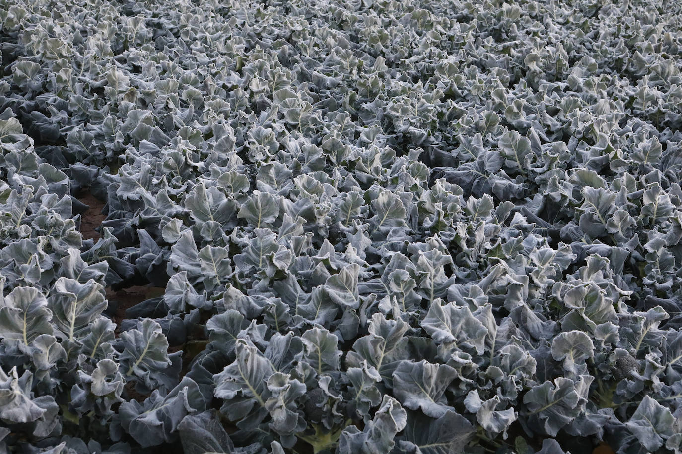 Fotos: Heladas en cultivos de la pedanía lorquina de Campillo