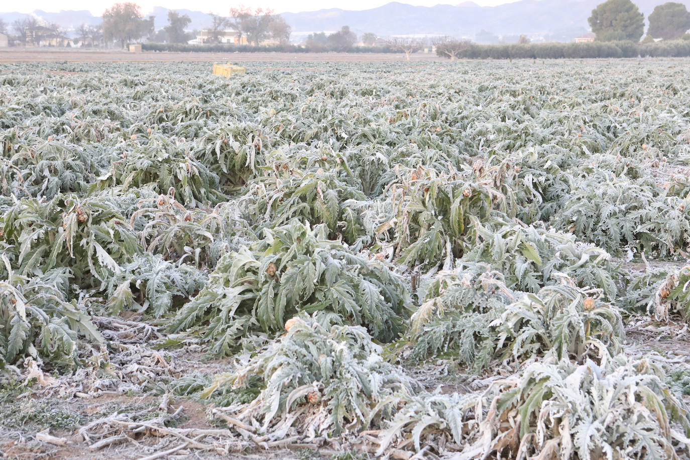 Fotos: Heladas en cultivos de la pedanía lorquina de Campillo
