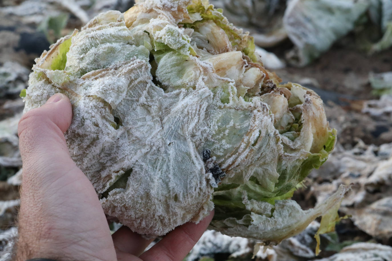 Fotos: Heladas en cultivos de la pedanía lorquina de Campillo