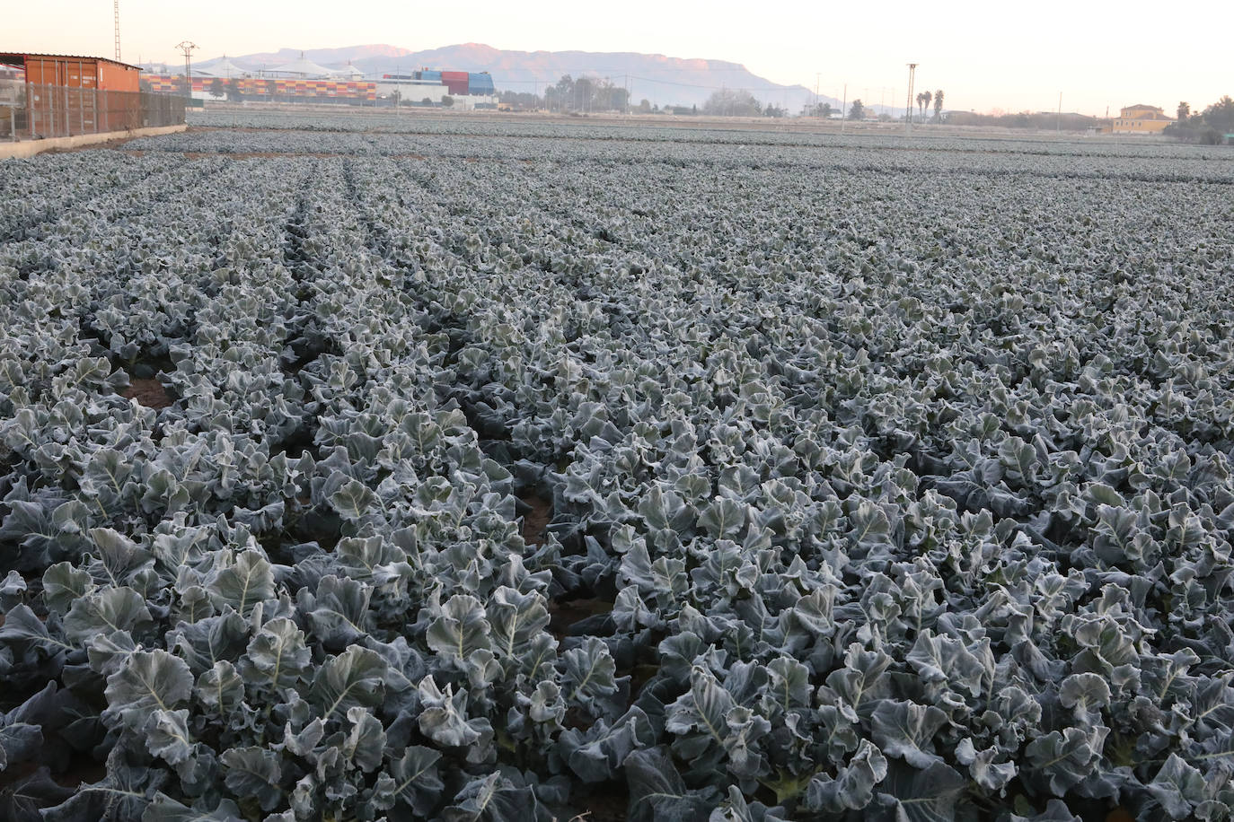 Fotos: Heladas en cultivos de la pedanía lorquina de Campillo