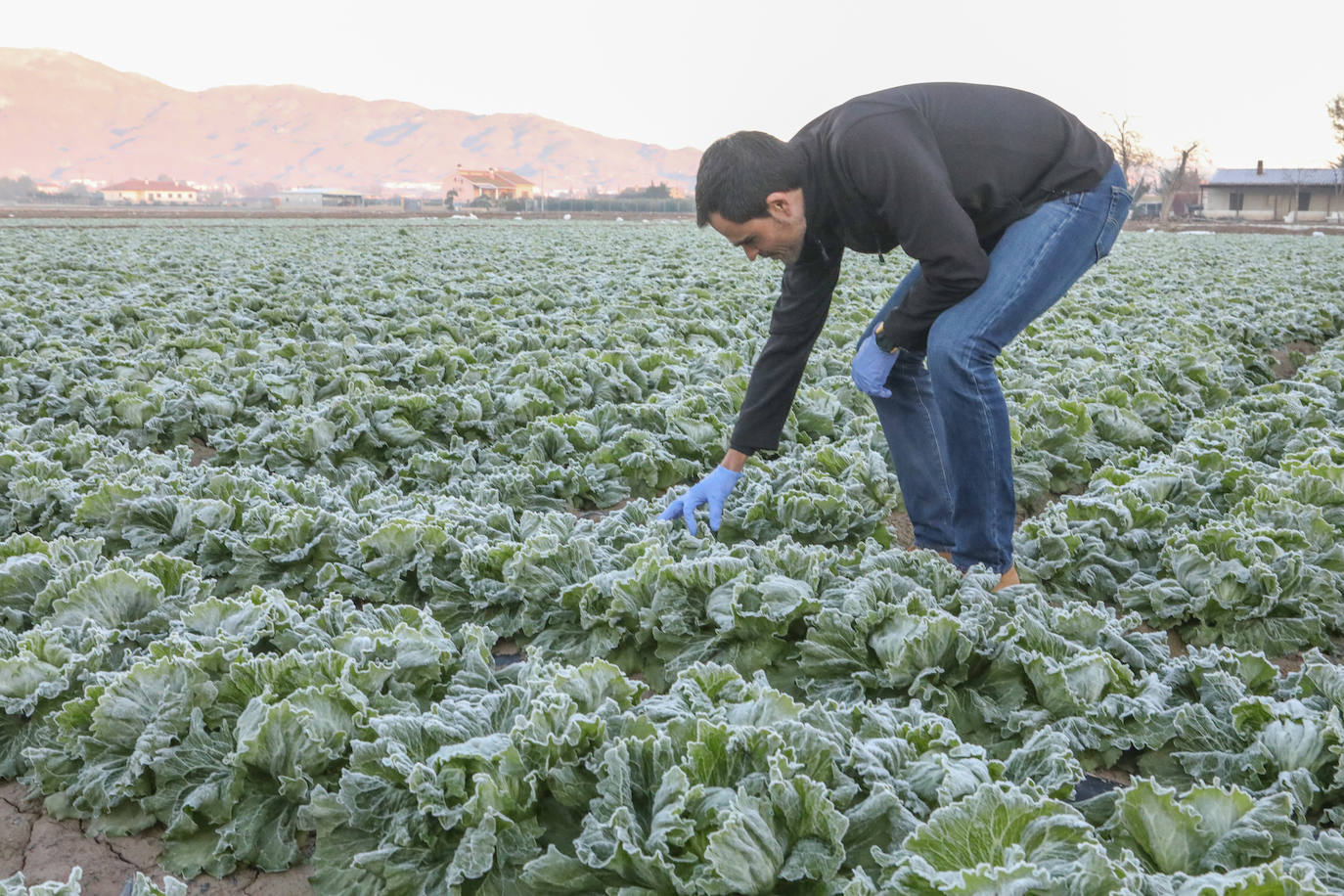 Fotos: Heladas en cultivos de la pedanía lorquina de Campillo