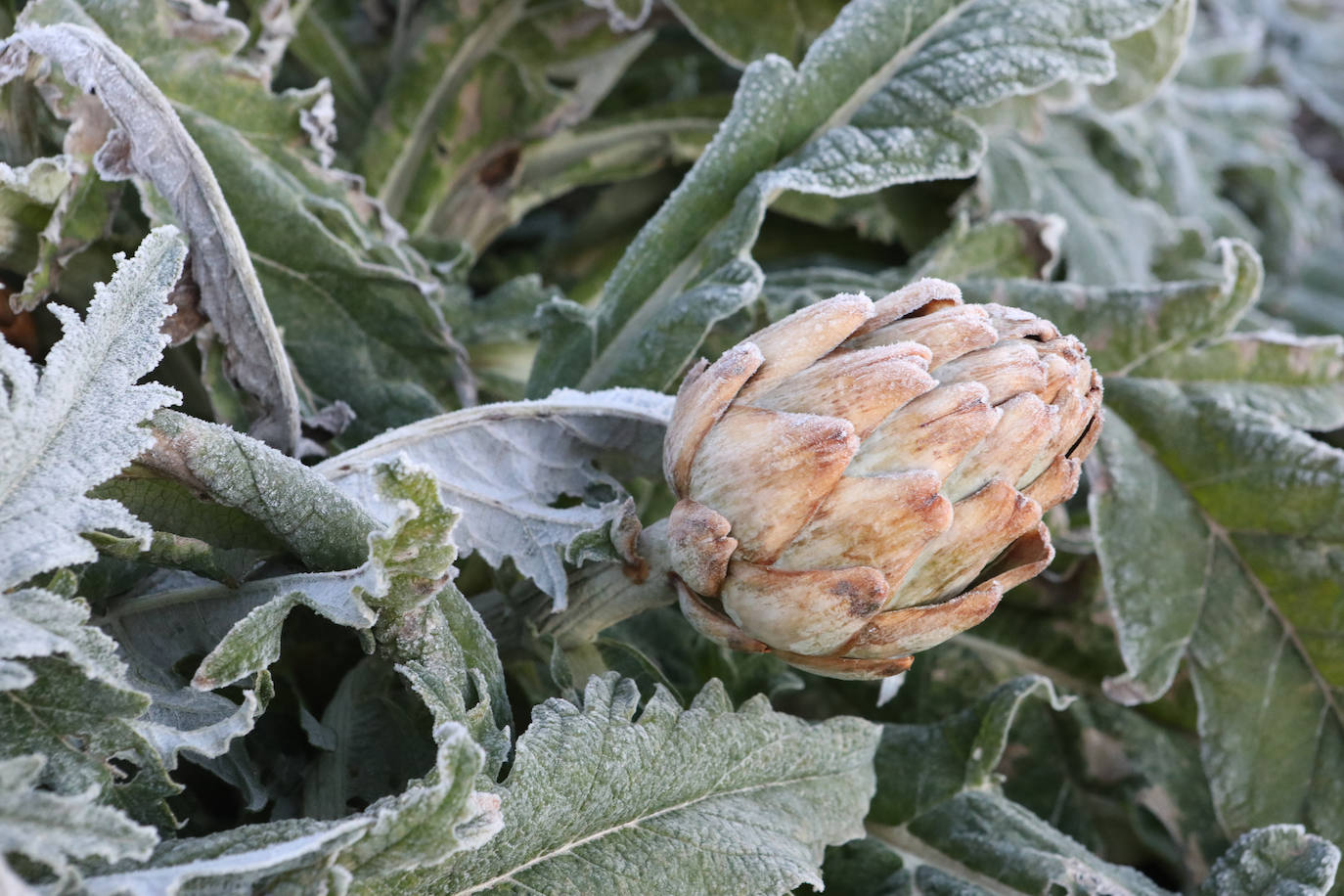 Fotos: Heladas en cultivos de la pedanía lorquina de Campillo