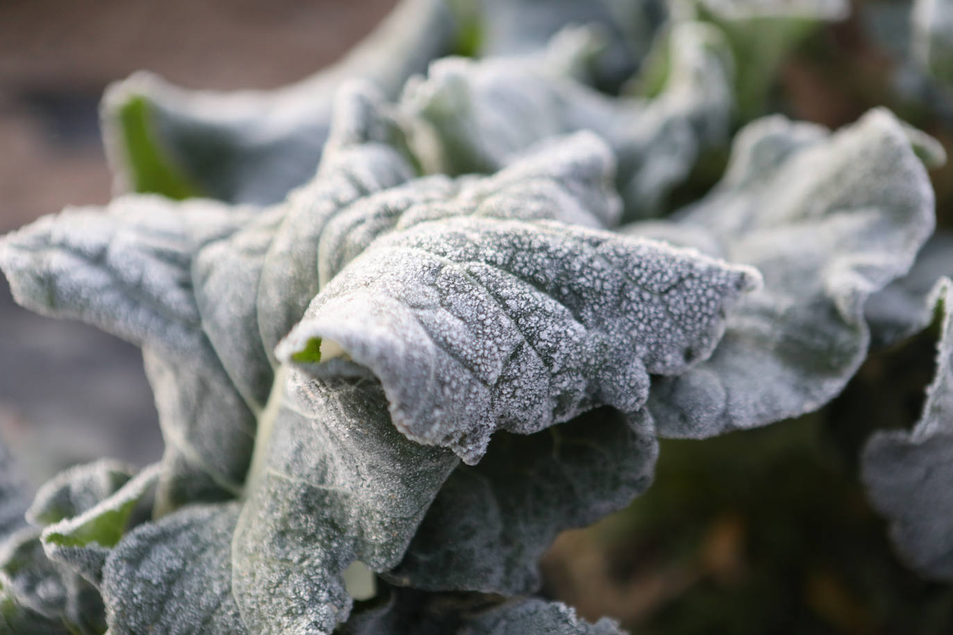 Fotos: Heladas en cultivos de la pedanía lorquina de Campillo
