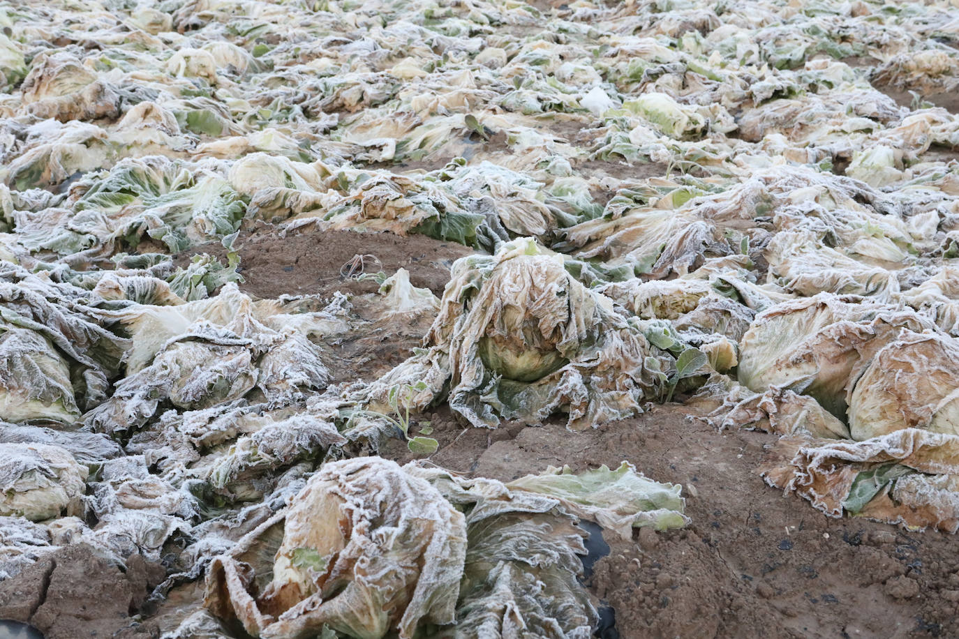 Fotos: Heladas en cultivos de la pedanía lorquina de Campillo
