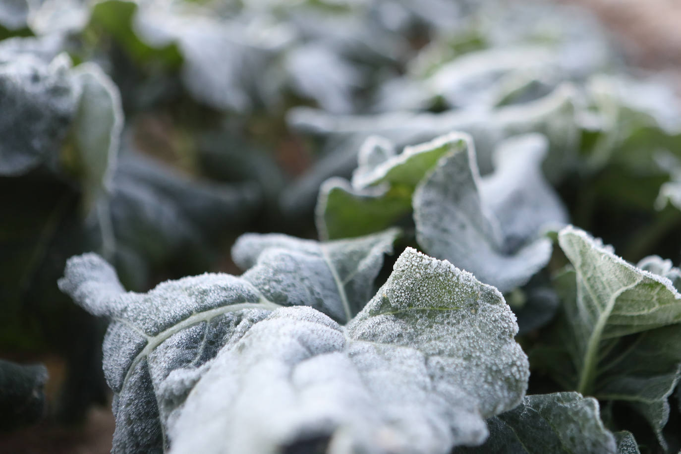 Fotos: Heladas en cultivos de la pedanía lorquina de Campillo