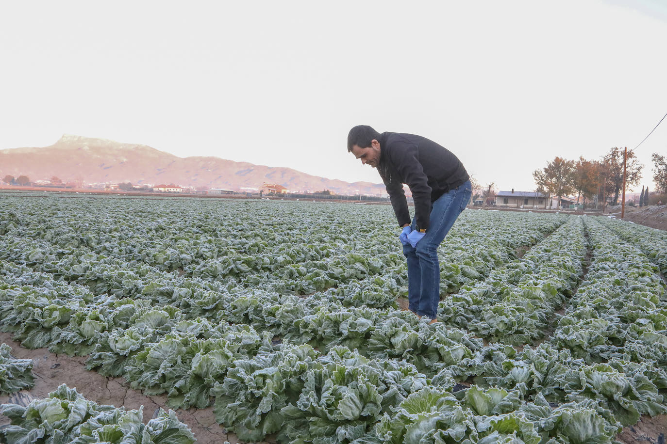 Fotos: Heladas en cultivos de la pedanía lorquina de Campillo