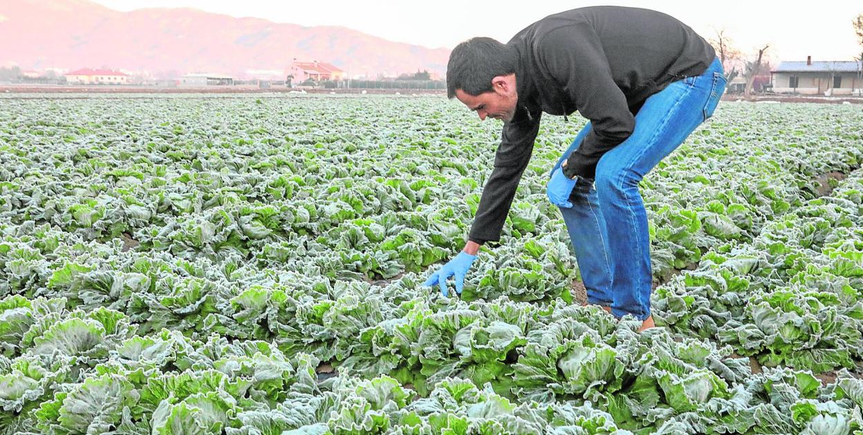 Juan Miguel, ingeniero agrícola, comprueba los efectos de las heladas en las lechugas cultivadas en una finca en la pedanía lorquina del Campillo, ayer. 