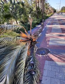 Imagen secundaria 2 - Arriba, palmera derribada frente al Ayuntamiento de Librilla. Abajo, destrozos provocados por el viento en Alhama.
