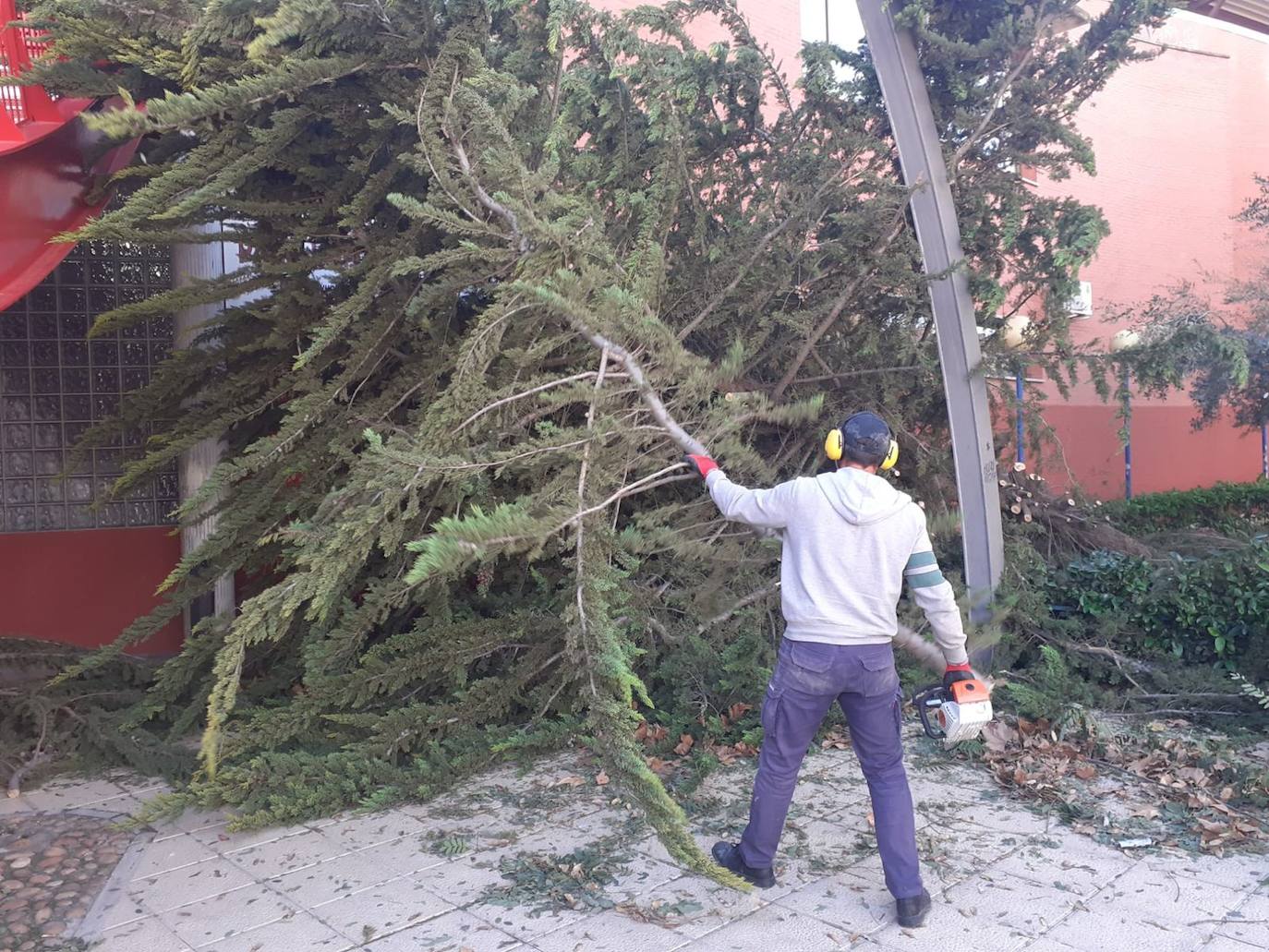 Un árbol caído en la puerta del pabellón Serrerías de Molina. 