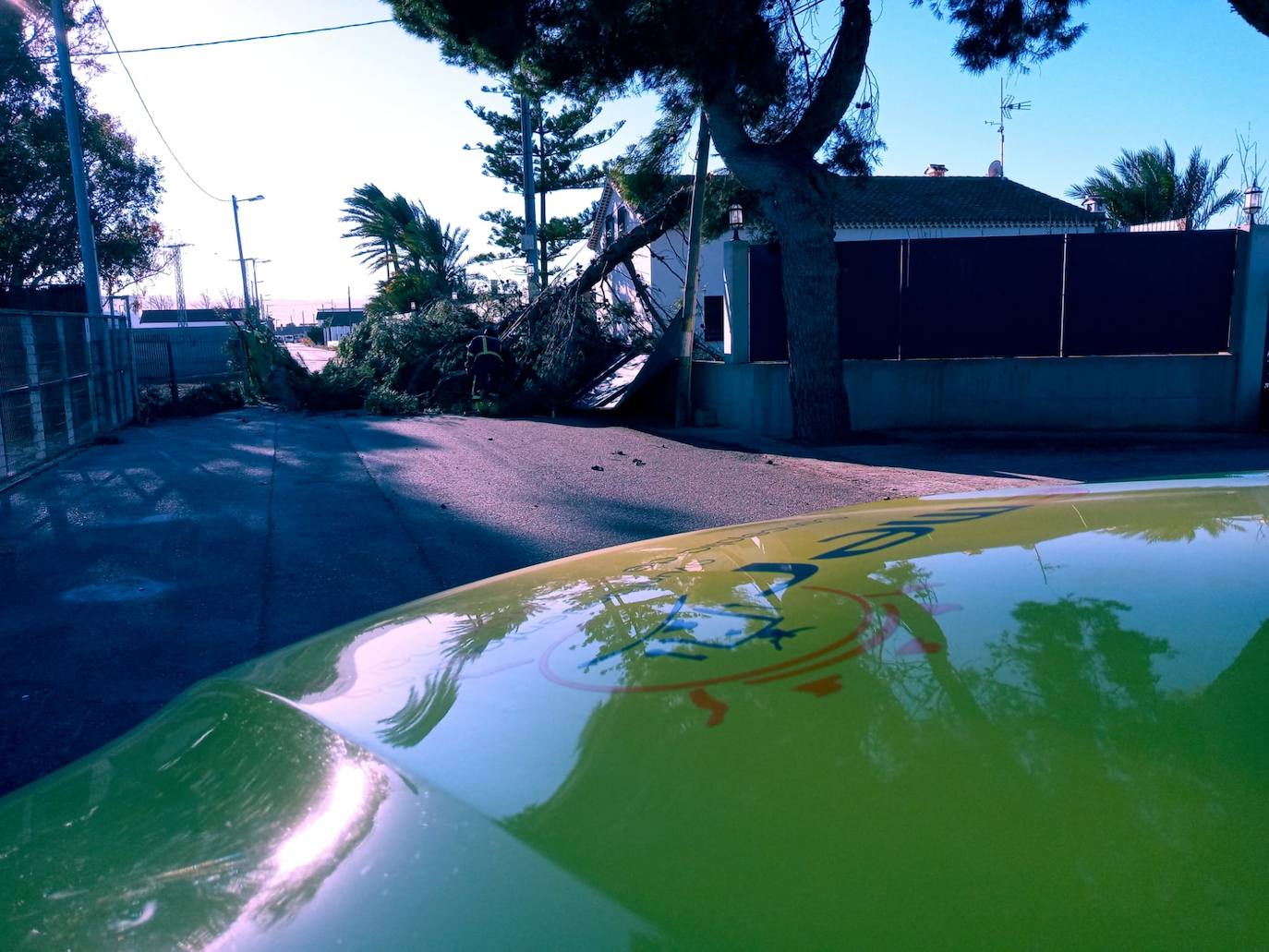 Árboles caídos en Lorca. 