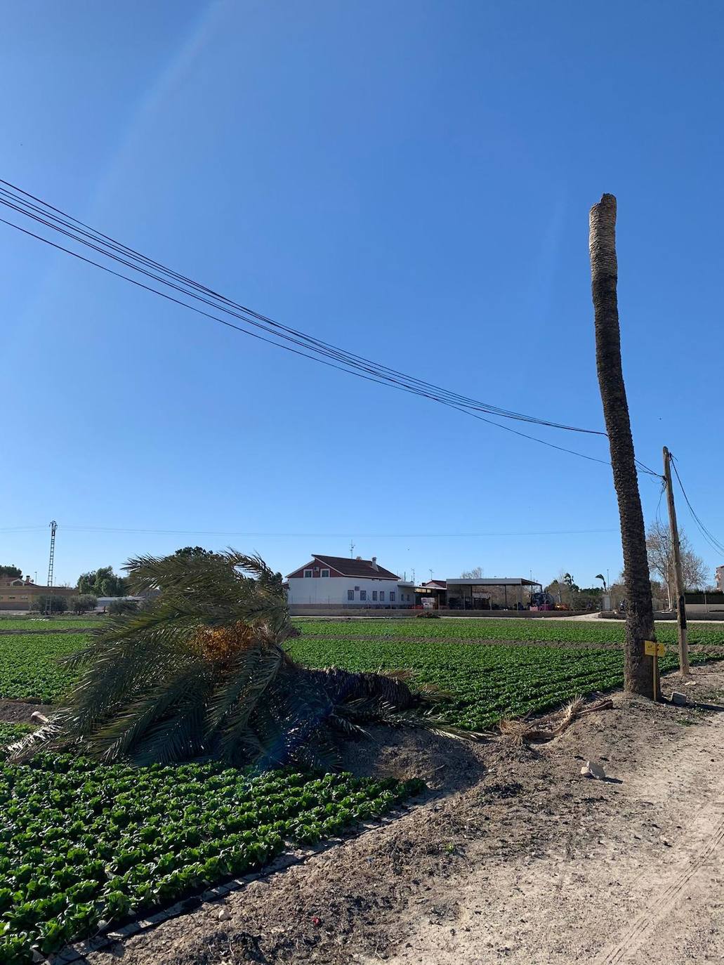 Palmera caída en Lorca. 