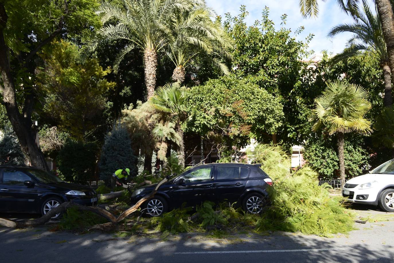 Árboles caídos en Vistabella. 
