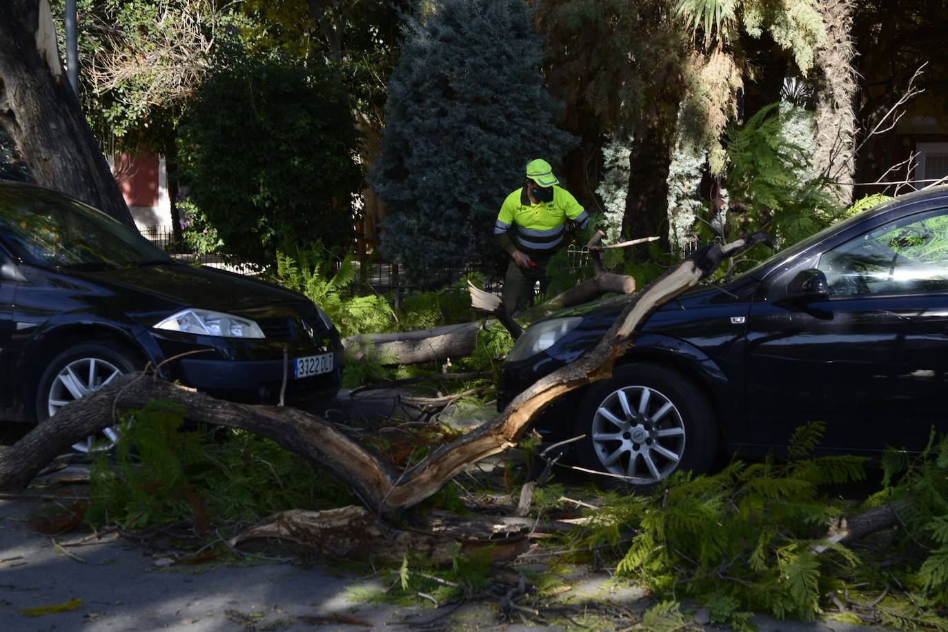 Árboles caídos en Vistabella. 