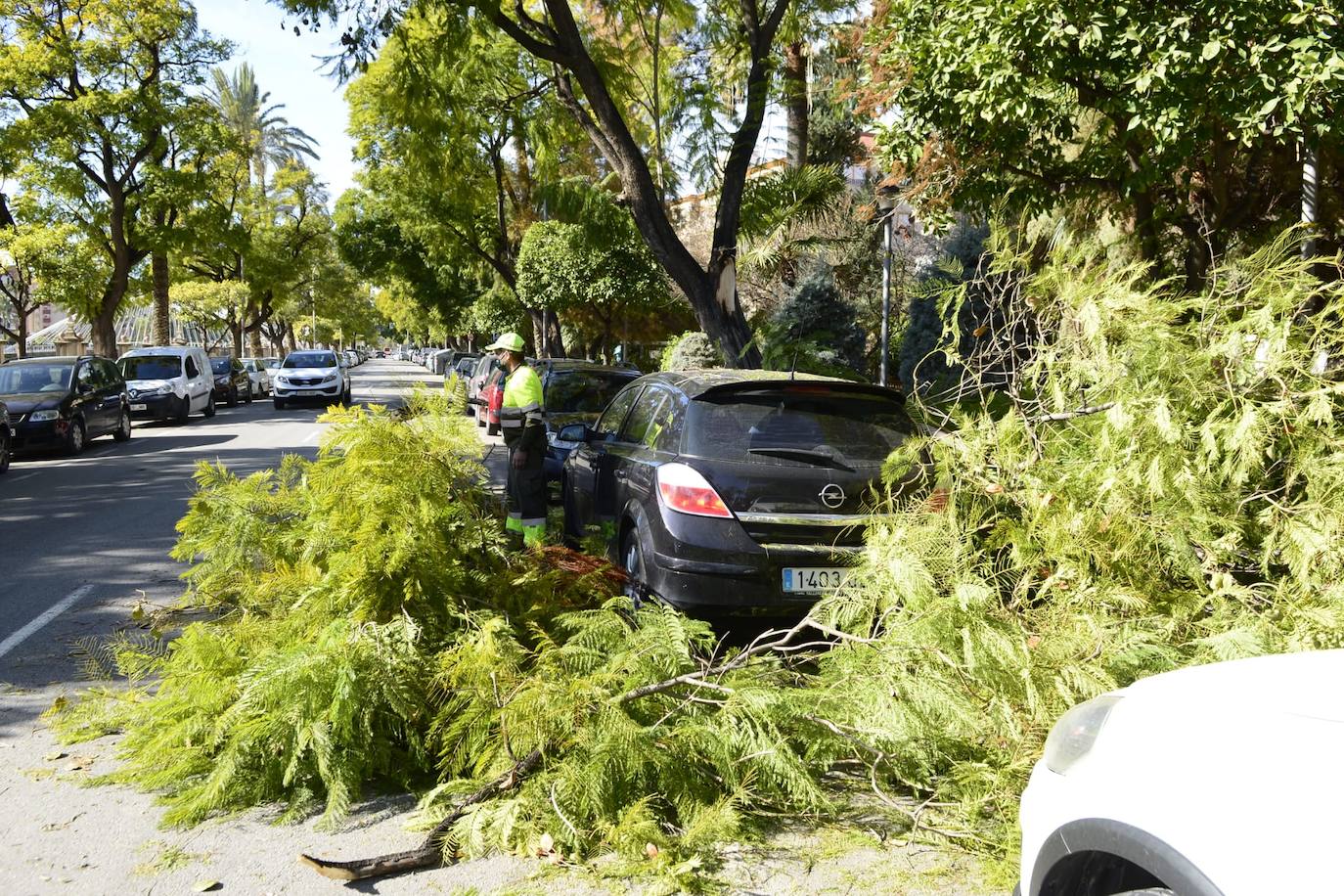 Árboles caídos en Vistabella. 