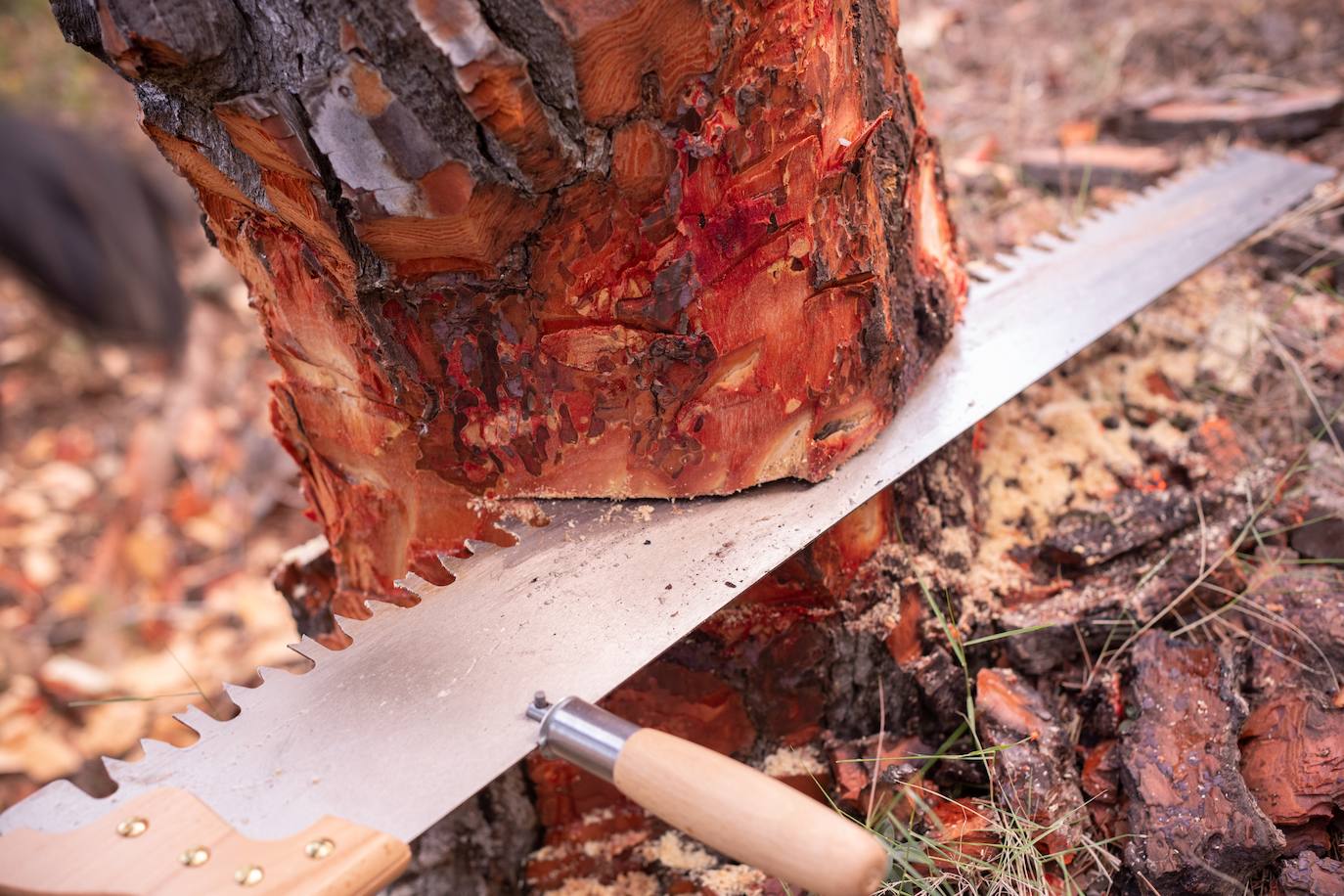 Fotos: El eco de un hacha en el silencio del bosque