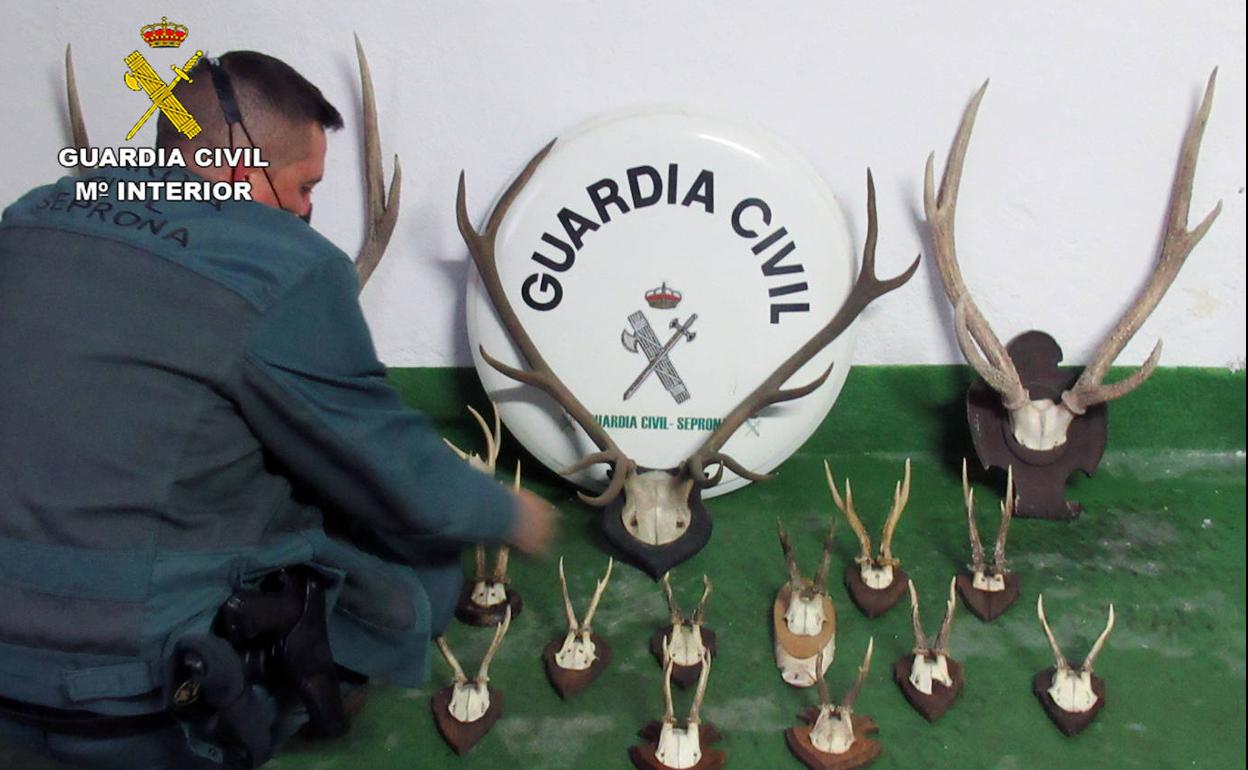Los trofeos de caza intervenidos por la Guardia Civil