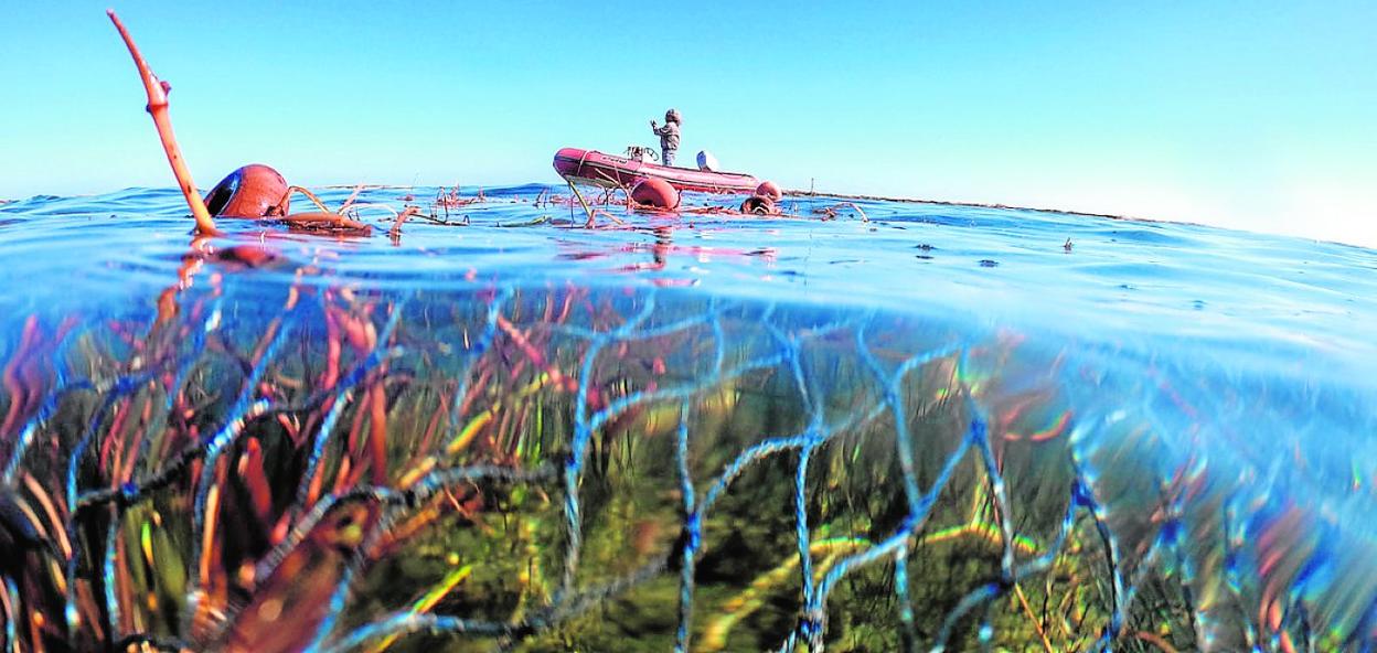 Imagen tomada en un humedal mediterráneo. 