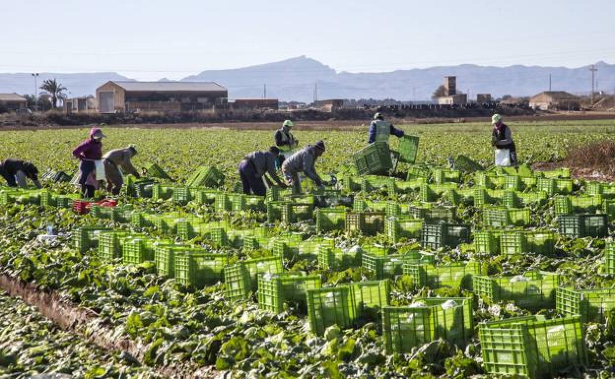 Trabajadores en una plantación agrícola en el Campo de Cartagena.